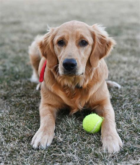 golden retriever guy meaning